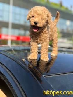 3 Aylık Apricot Toy Poodle Yavrularımız 1