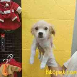 3 Aylık Aşılı Terrier Yavrumuz 1