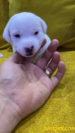 3 Aylık Bebek Jack Russel Yavruları 3 Adet Erkek Kaldı Son 5