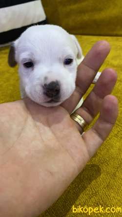 3 Aylık Bebek Jack Russel Yavruları 3 Adet Erkek Kaldı Son 2