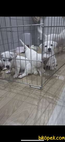 3 Aylık Bebek Jack Russel Yavruları 3 Adet Erkek Kaldı Son 4
