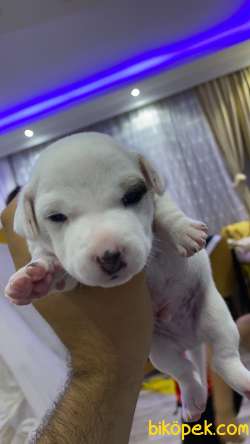 3 Aylık Bebek Jack Russel Yavruları 3 Adet Erkek Kaldı Son 3
