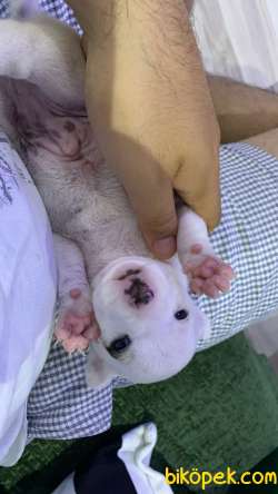3 Aylık Bebek Jack Russel Yavruları 3 Adet Erkek Kaldı Son 1