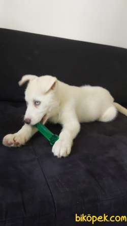 3 Aylık Beyaz Husky Yavrum 3