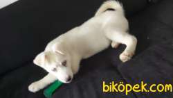 3 Aylık Beyaz Husky Yavrum 2