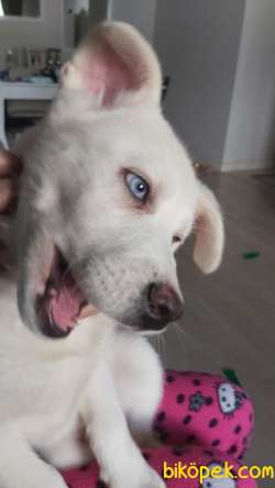 3 Aylık Beyaz Husky Yavrum 4
