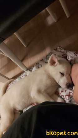 3 Aylık Beyaz Husky Yavrum 1
