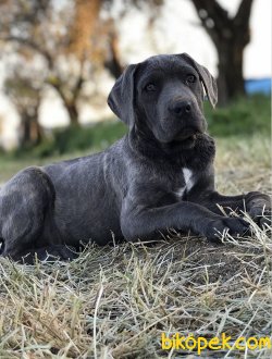 3 AYLIK BLUE CANE CORSO 1
