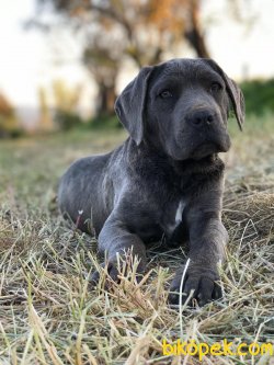 3 AYLIK BLUE CANE CORSO 3