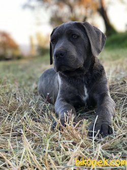 3 AYLIK BLUE CANE CORSO 2