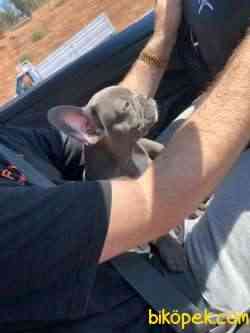 3 Aylık Blue French Bulldog 1