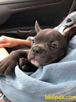 3 Aylık Blue French Bulldog 5