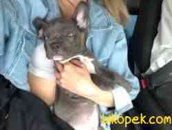 3 Aylık Blue French Bulldog 2