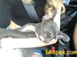 3 Aylık Blue French Bulldog 3