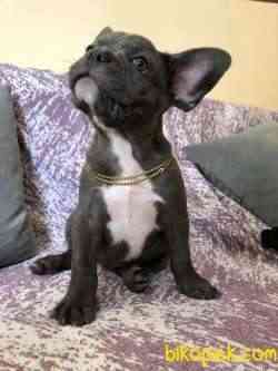 3 Aylık Blue French Bulldog 4