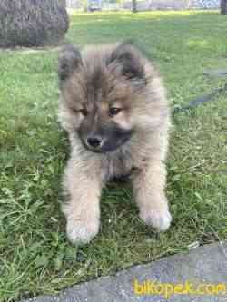 3 Aylık Chow Chow (çin Aslanı) Kocaeli 3