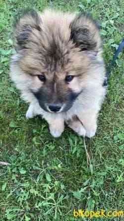 3 Aylık Chow Chow (çin Aslanı) Kocaeli 5