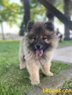 3 Aylık Chow Chow (çin Aslanı) Kocaeli 1