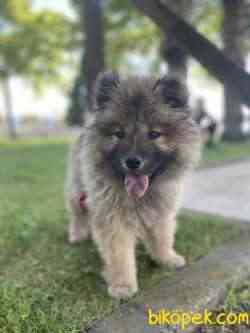 3 Aylık Chow Chow (çin Aslanı) Kocaeli 2