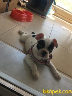 3 Aylık Çift Maskeli Safkan French Bulldog 1