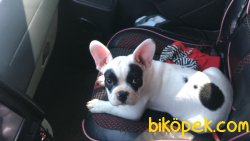 3 Aylık Çift Maskeli Safkan French Bulldog 2