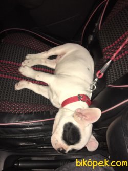 3 Aylık Çift Maskeli Safkan French Bulldog 3
