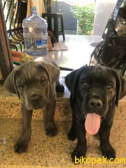 3 Aylık Dişi Erkek Cane Corso 1