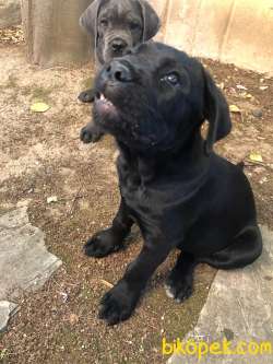 3 Aylık Dişi Erkek Cane Corso 5