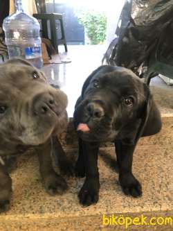 3 Aylık Dişi Erkek Cane Corso 3