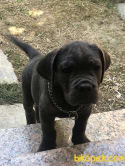 3 Aylık Dişi Erkek Cane Corso 4