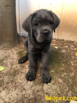 3 Aylık Dişi Erkek Cane Corso 2