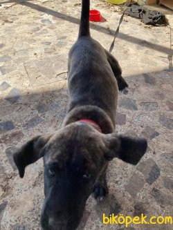 3 Aylık Dişi İtalyan Cane Corso 3