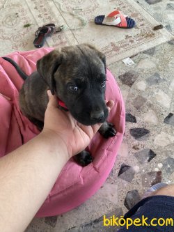 3 Aylık Dişi İtalyan Cane Corso 4