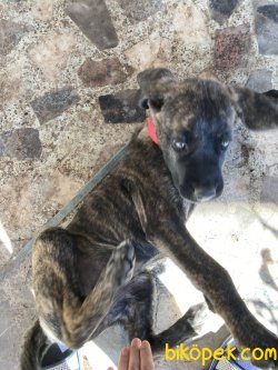 3 Aylık Dişi İtalyan Cane Corso 2