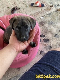 3 Aylık Dişi İtalyan Cane Corso 1