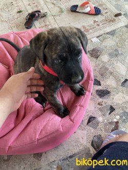 3 Aylık Dişi İtalyan Cane Corso 5