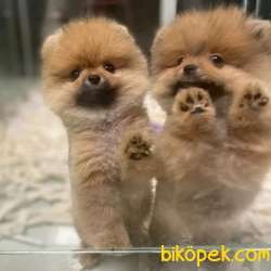 3 Aylık Dişi Karma Aşıları Yapılı POMERANİAN BOO 1