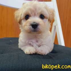 3 Aylık Dişi Maltipoo Yavrumuz 2