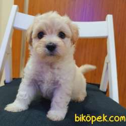 3 Aylık Dişi Maltipoo Yavrumuz 3