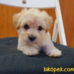 3 Aylık Dişi Maltipoo Yavrumuz 1