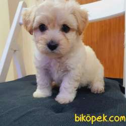 3 Aylık Dişi Maltipoo Yavrumuz 5