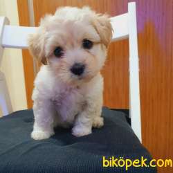 3 Aylık Dişi Maltipoo Yavrumuz 4