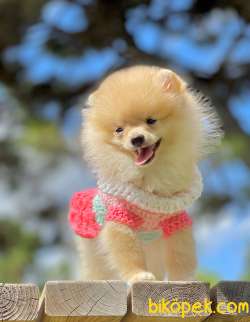 3 Aylık Dişi Pomeranian Yavrumuz 4