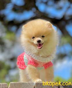 3 Aylık Dişi Pomeranian Yavrumuz 3