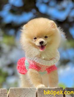 3 Aylık Dişi Pomeranian Yavrumuz 2