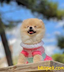 3 Aylık Dişi Pomeranian Yavrumuz 1
