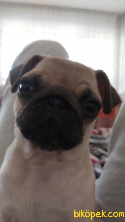 3 Aylık Dışı Pug 2