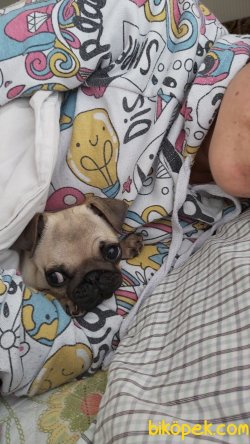 3 Aylık Dışı Pug 4