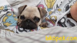 3 Aylık Dışı Pug 3