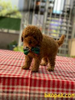 3 Aylık Dişi Redbrown Toy Poodle Yavrularım 3
